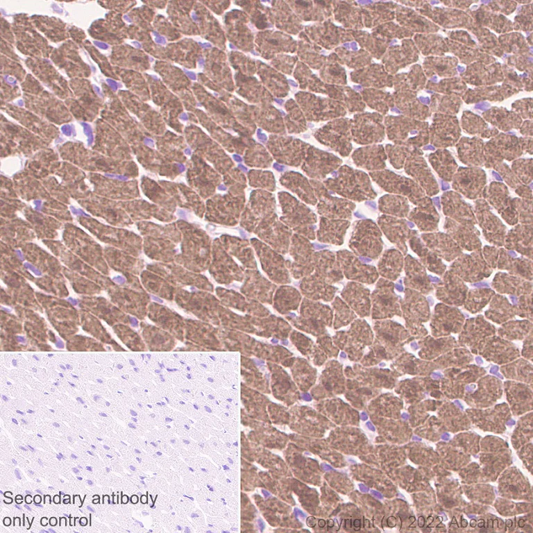 Immunohistochemistry (Formalin/PFA-fixed paraffin-embedded sections) - Anti-Titin antibody [EPR26167-75] - BSA and Azide free (AB307447)