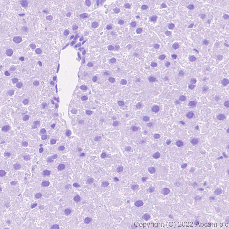 Immunohistochemistry (Formalin/PFA-fixed paraffin-embedded sections) - Anti-Titin antibody [EPR26167-75] - BSA and Azide free (AB307447), expandable thumbnail