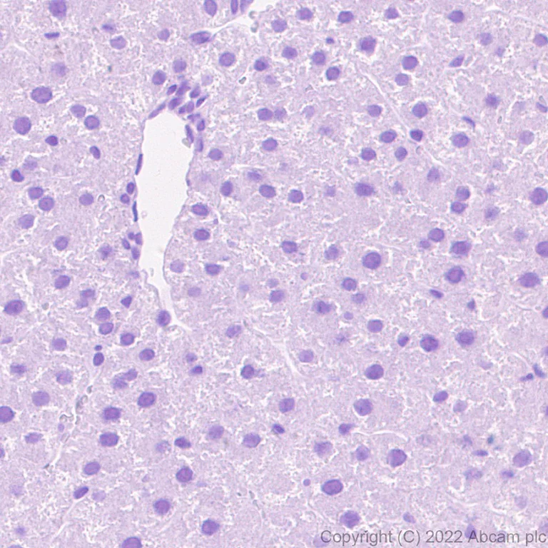 Immunohistochemistry (Formalin/PFA-fixed paraffin-embedded sections) - Anti-Titin antibody [EPR26167-75] - BSA and Azide free (AB307447)