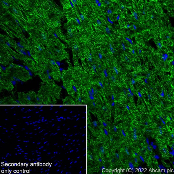 Immunohistochemistry (Frozen sections) - Anti-Titin antibody [EPR26167-75] - BSA and Azide free (ab307447), expandable thumbnail