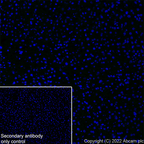 Immunohistochemistry (Frozen sections) - Anti-Titin antibody [EPR26167-75] - BSA and Azide free (ab307447), expandable thumbnail