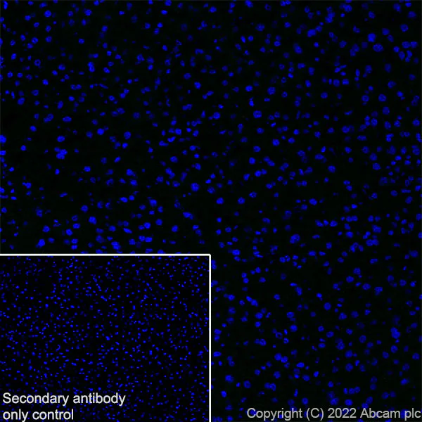 Immunohistochemistry (Frozen sections) - Anti-Titin antibody [EPR26167-75] - BSA and Azide free (AB307447)