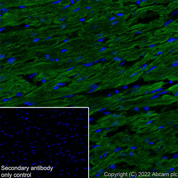 Immunohistochemistry (Frozen sections) - Anti-Titin antibody [EPR26167-75] - BSA and Azide free (ab307447), expandable thumbnail
