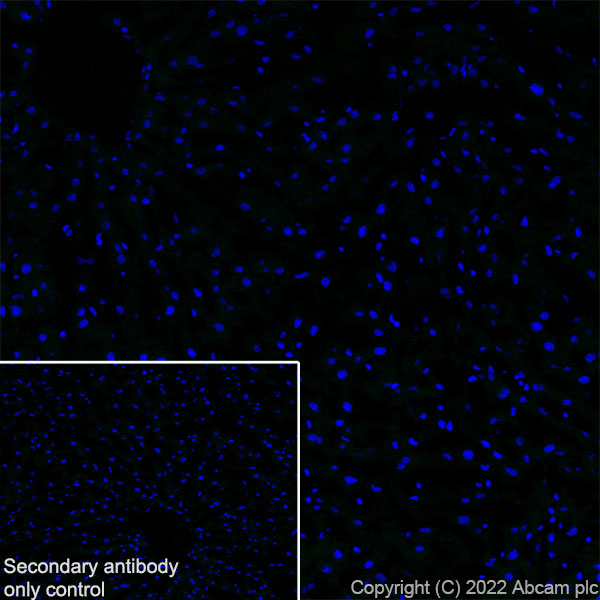 Immunohistochemistry (Frozen sections) - Anti-Titin antibody [EPR26167-75] - BSA and Azide free (ab307447), expandable thumbnail