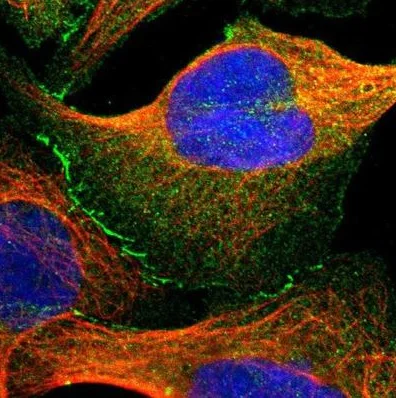 Immunocytochemistry/ Immunofluorescence - Anti-TJP2/ZO2 antibody (AB224314)