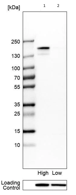 Western blot - Anti-TJP2/ZO2 antibody (AB224314)