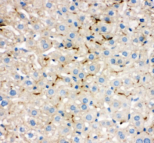Immunohistochemistry (Formalin/PFA-fixed paraffin-embedded sections) - Anti-TJP2/ZO2 antibody - C-terminal (AB191133)