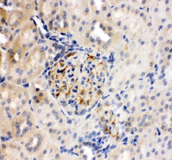Immunohistochemistry (Formalin/PFA-fixed paraffin-embedded sections) - Anti-TJP2/ZO2 antibody - C-terminal (AB191133)