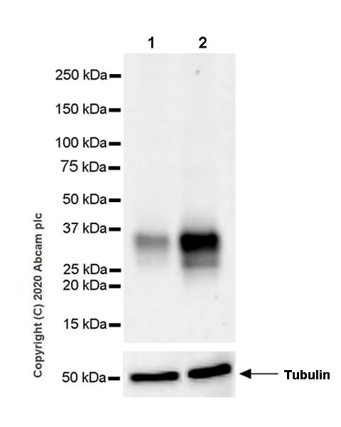 Western blot - Anti-TL1A antibody [EPR23330-2] (AB270456)