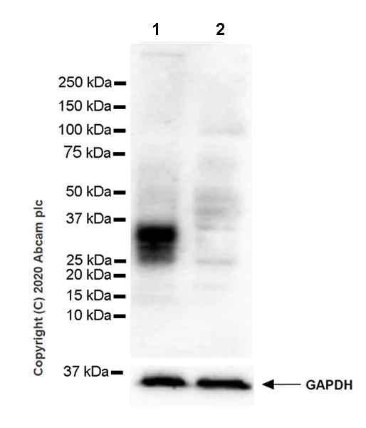 Western blot - Anti-TL1A antibody [EPR23330-2] (AB270456)
