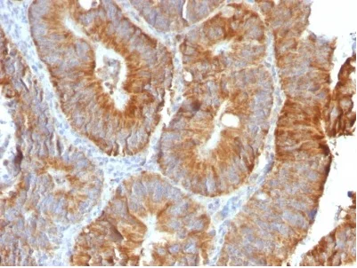 Immunohistochemistry (Formalin/PFA-fixed paraffin-embedded sections) - Anti-TL1A antibody [VEGI/2052R] - BSA and Azide free (AB236303)