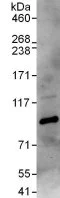 Immunoprecipitation - Anti-TLE 1 antibody (AB125183)