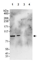 Western blot - Anti-TLE 1 antibody (AB125183)