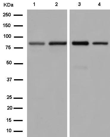Western blot - Anti-TLE 1 antibody [EPR9386(2)] (AB183742)