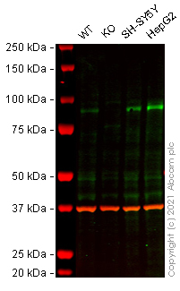 Western blot - Anti-TLE 1 antibody [EPR9386(2)] (AB183742), expandable thumbnail
