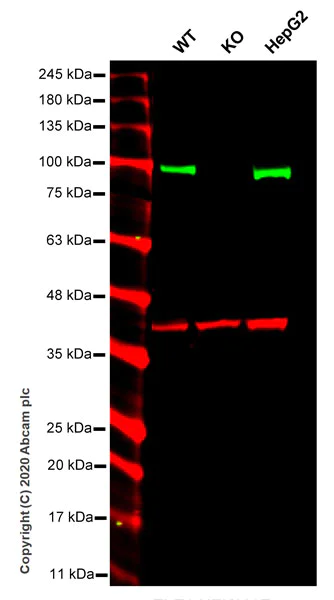 Western blot - Anti-TLE 1 antibody [EPR9386(2)] - BSA and Azide free (AB240963)