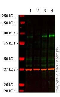 Western blot - Anti-TLE 1 antibody [EPR9386(2)] - BSA and Azide free (AB240963)