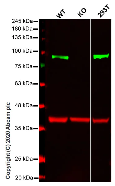 Western blot - Anti-TLE 1 antibody [EPR9386(2)] - BSA and Azide free (AB240963)