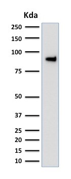 Western blot - Anti-TLE 1 antibody [TLE1/2051] (AB238063)