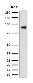 Western blot - Anti-TLE 1 antibody [TLE1/2051] (AB238063)