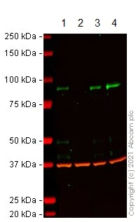 Western blot - Anti-TLE 1 antibody [TLE1/2051] (AB238063)