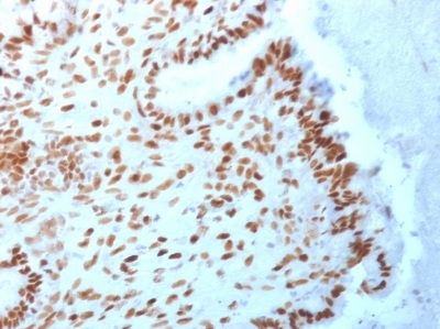 Immunohistochemistry (Formalin/PFA-fixed paraffin-embedded sections) - Anti-TLE 1 antibody [TLE1/2062] (AB238064), expandable thumbnail