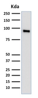 Western blot - Anti-TLE 1 antibody [TLE1/2062] (AB238064), expandable thumbnail