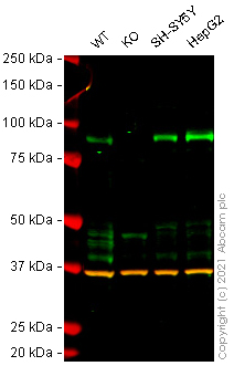 Western blot - Anti-TLE 1 antibody [TLE1/2062] (AB238064), expandable thumbnail