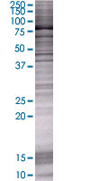SDS-PAGE - TLE2 overexpression 293T lysate (whole cell) (AB94118), expandable thumbnail