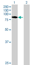 Western blot - TLE2 overexpression 293T lysate (whole cell) (AB94118)