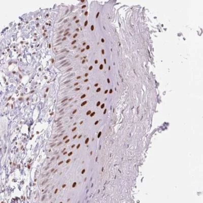 Immunohistochemistry (Formalin/PFA-fixed paraffin-embedded sections) - Anti-TLE3/ESG antibody (AB185508)