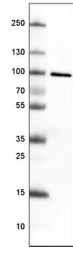 Western blot - Anti-TLE3/ESG antibody [CL3573] (AB213596)