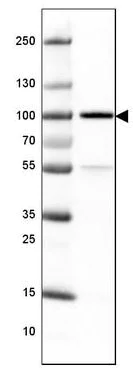 Western blot - Anti-TLE3/ESG antibody [CL3573] (AB213596)