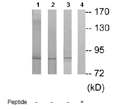 Western blot - Anti-TLE4 antibody (AB64833)