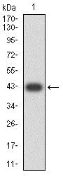 Western blot - Anti-TLL1 antibody [4H8C1] (AB233827)