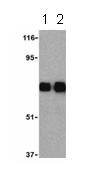 Western blot - Anti-TLR10 antibody (AB21273)