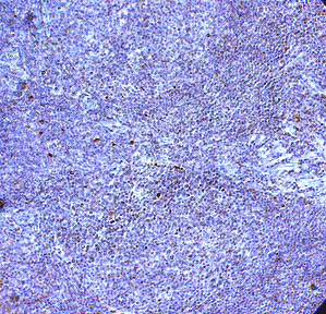 Immunohistochemistry (Formalin/PFA-fixed paraffin-embedded sections) - Anti-TLR10 antibody (AB53631)
