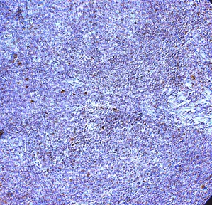 Immunohistochemistry (Formalin/PFA-fixed paraffin-embedded sections) - Anti-TLR10 antibody (AB53631)