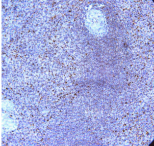 Immunohistochemistry (Formalin/PFA-fixed paraffin-embedded sections) - Anti-TLR10 antibody (AB53631)