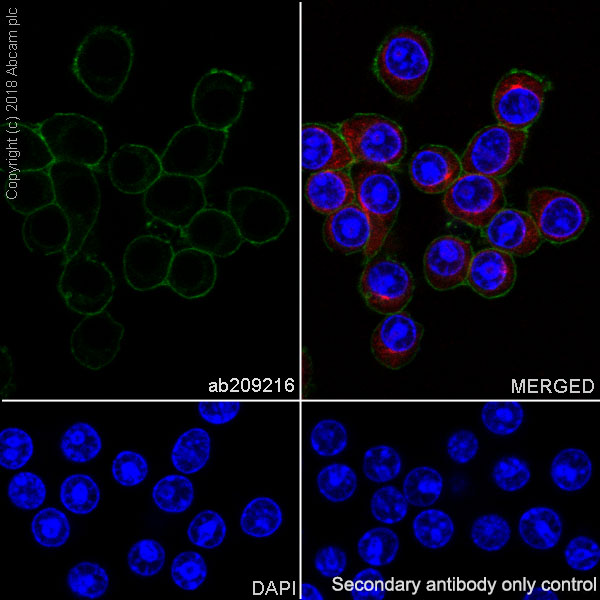 Immunocytochemistry/ Immunofluorescence - Anti-TLR2 antibody [EPR20302-119] (AB209216), expandable thumbnail