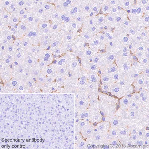 Immunohistochemistry (Formalin/PFA-fixed paraffin-embedded sections) - Anti-TLR2 antibody [EPR20302-119] - BSA and Azide free (AB243291)