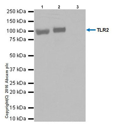 Immunoprecipitation - Anti-TLR2 antibody [EPR20303] - BSA and Azide free (AB271986), expandable thumbnail