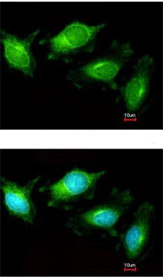 Immunocytochemistry/ Immunofluorescence - Anti-TLR3 antibody (AB137722)