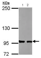 Western blot - Anti-TLR3 antibody (AB137722)