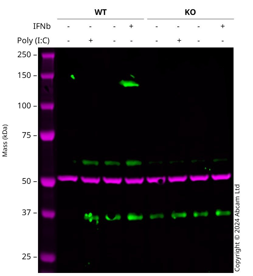 Western blot - Anti-TLR3 antibody [EPR27050-89] (AB307442)