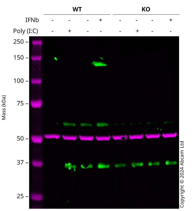 Western blot - Anti-TLR3 antibody [EPR27050-89] (AB307442)