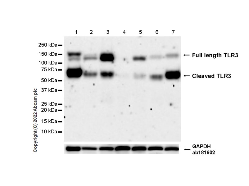 Western blot - Anti-TLR3 antibody [EPR27050-89] - BSA and Azide free (AB307443), expandable thumbnail
