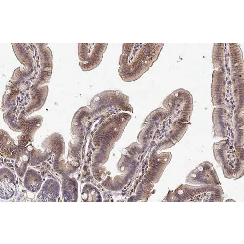 Immunohistochemistry (Formalin/PFA-fixed paraffin-embedded sections) - Anti-TLR3 antibody [HL2314] (AB317197)