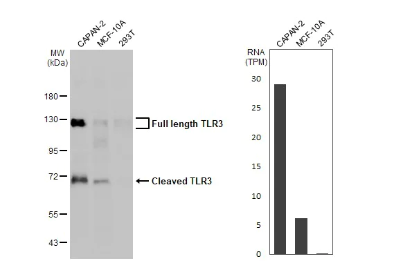 Western blot - Anti-TLR3 antibody [HL2314] (AB317197)