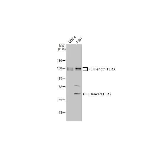 Western blot - Anti-TLR3 antibody [HL2314] (AB317197)